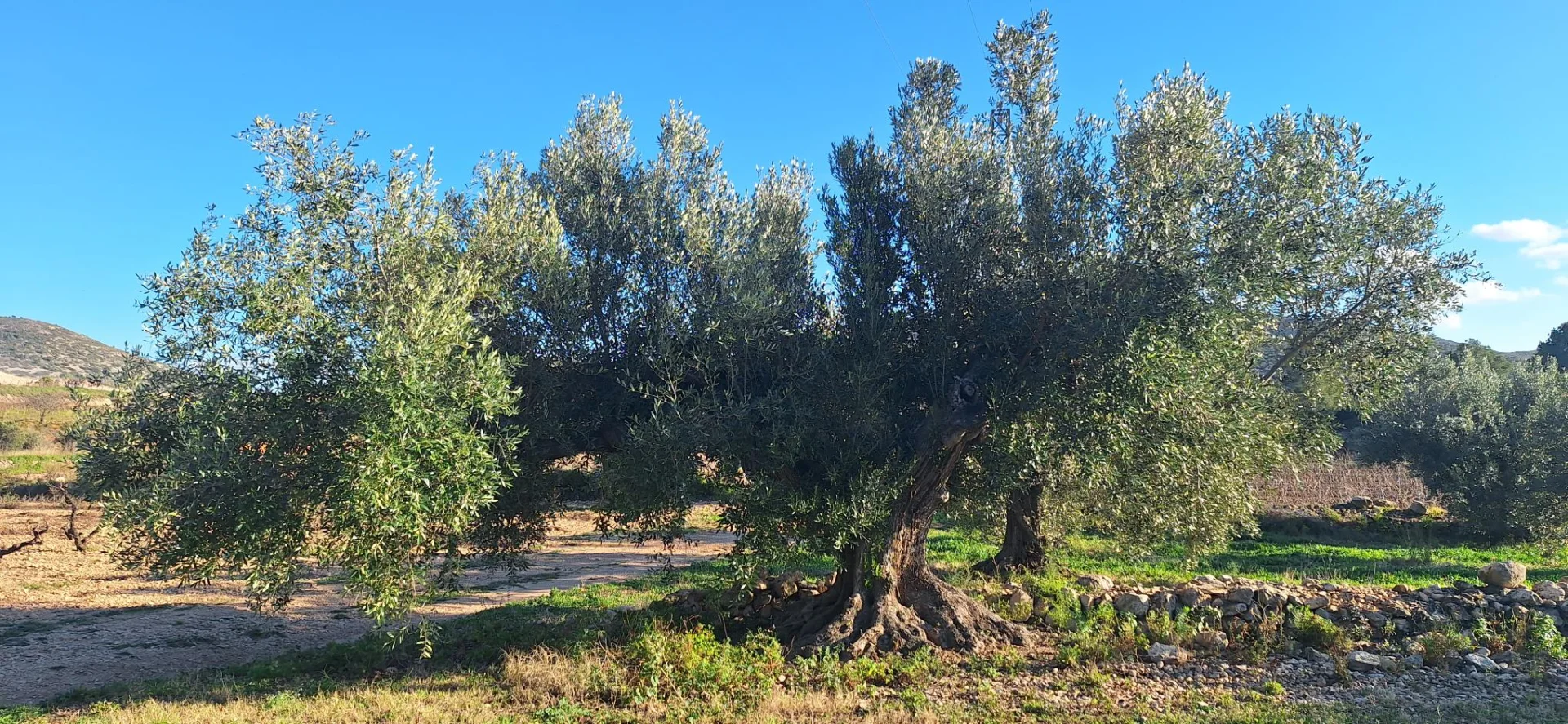 Kustgezicht Costa Daurada