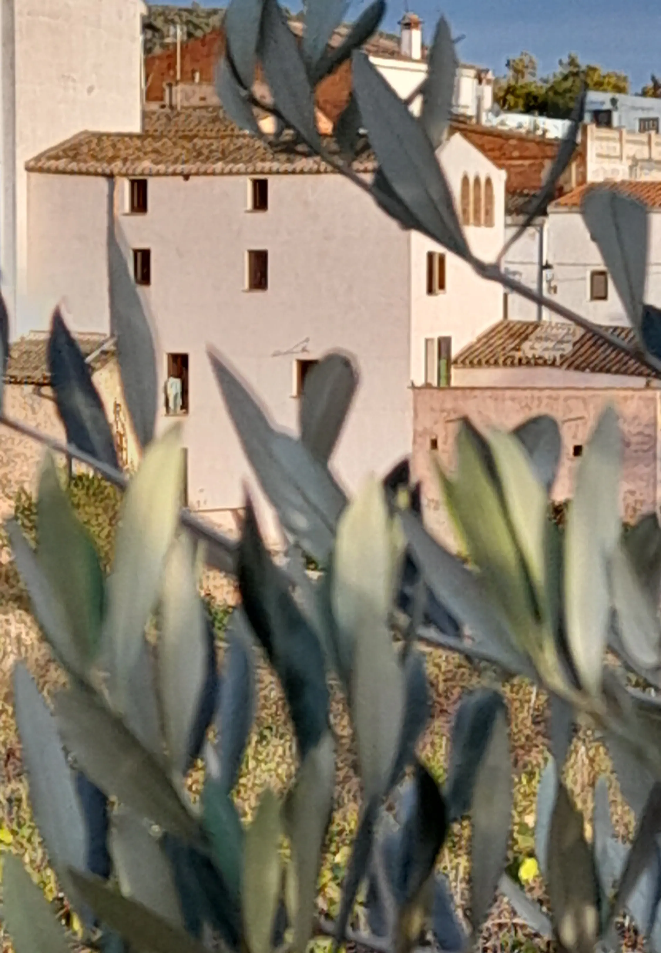 Wijngaarden in de Penedès regio